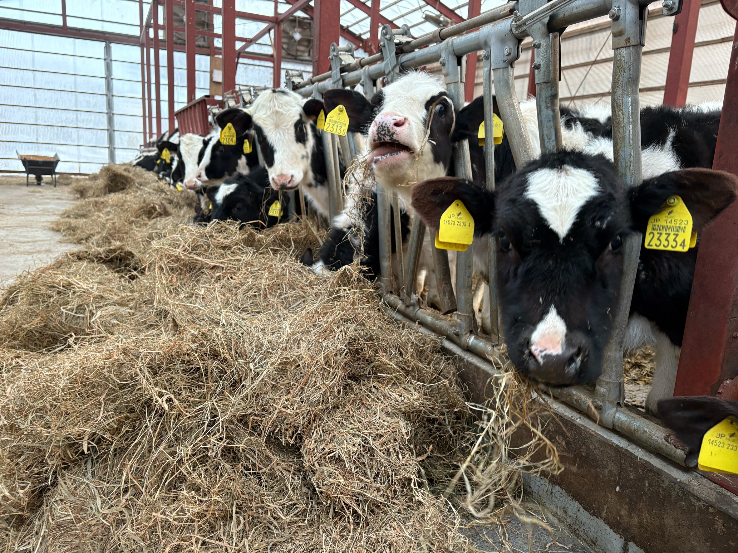 いっぱい牛乳を出すには小さい頃の管理が大事らしいよ